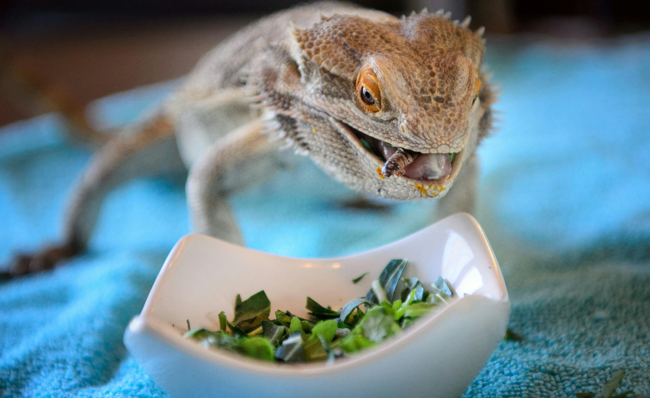 Trooper, a bearded dragon devoured a meal of super worms, chopped collard greens and arugula. ] GLEN STUBBE * gstubbe@startribune.com Wednesday, March 2, 2016 An Eden Prairie woman has started Creepy Crawly, a rescue organization for reptiles, out of her home to care for reptiles that owners abandon or can't keep. The humane society doesn't take them and there's few places for them to go, since they require special diets and care. Kirsten Engeseth, a lifelong reptile lover, is just getting the r