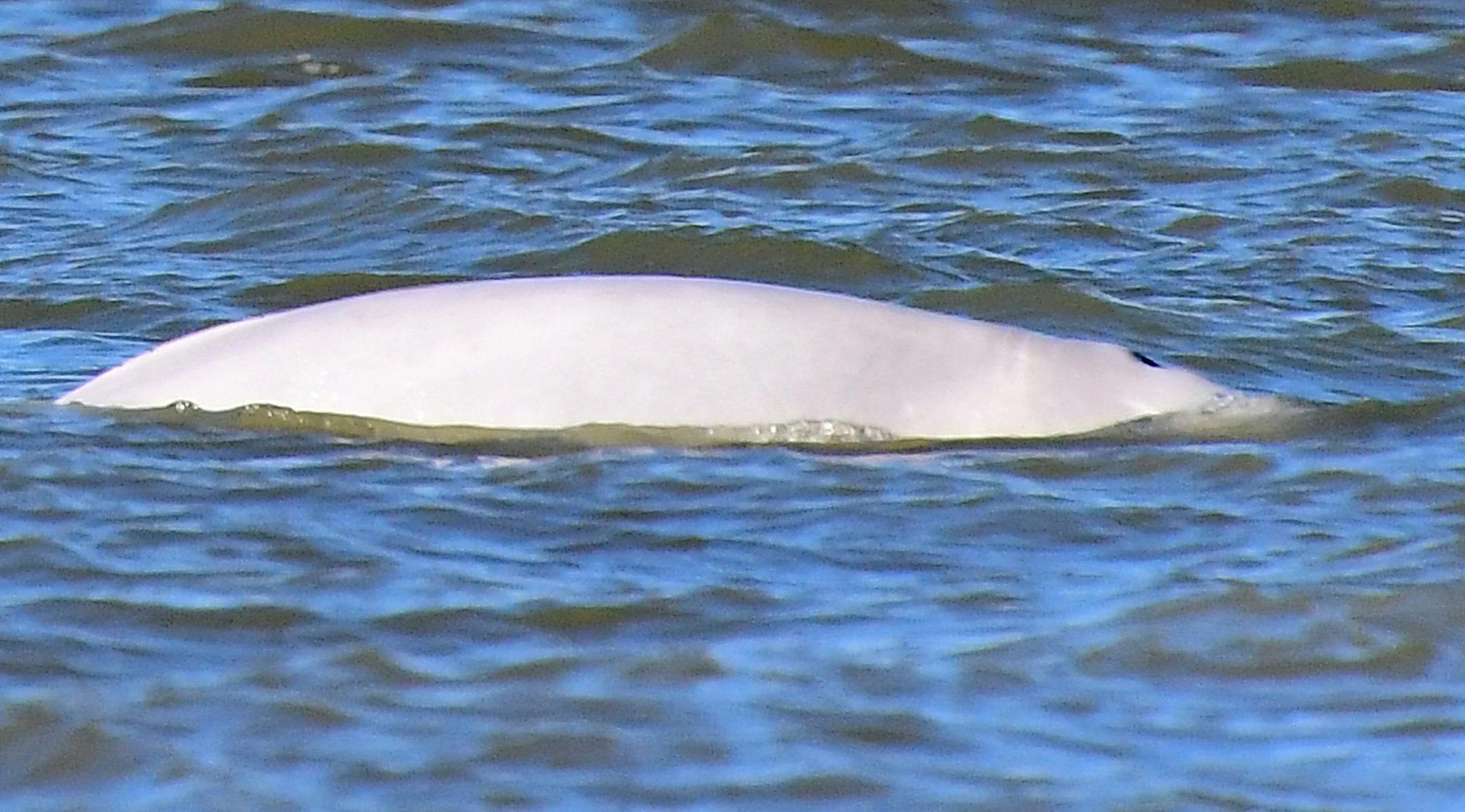 A beluga whale swims in the River Thames off Gravesend, near to London, Wednesday Sept. 26, 2018. Animal welfare group RSPCA said Wednesday the beluga whale seems "able to move fast in the water and dive" it appears to be feeding properly and swimming strongly, and officials hope it will return to the open sea. (Victoria Jones/PA via AP)