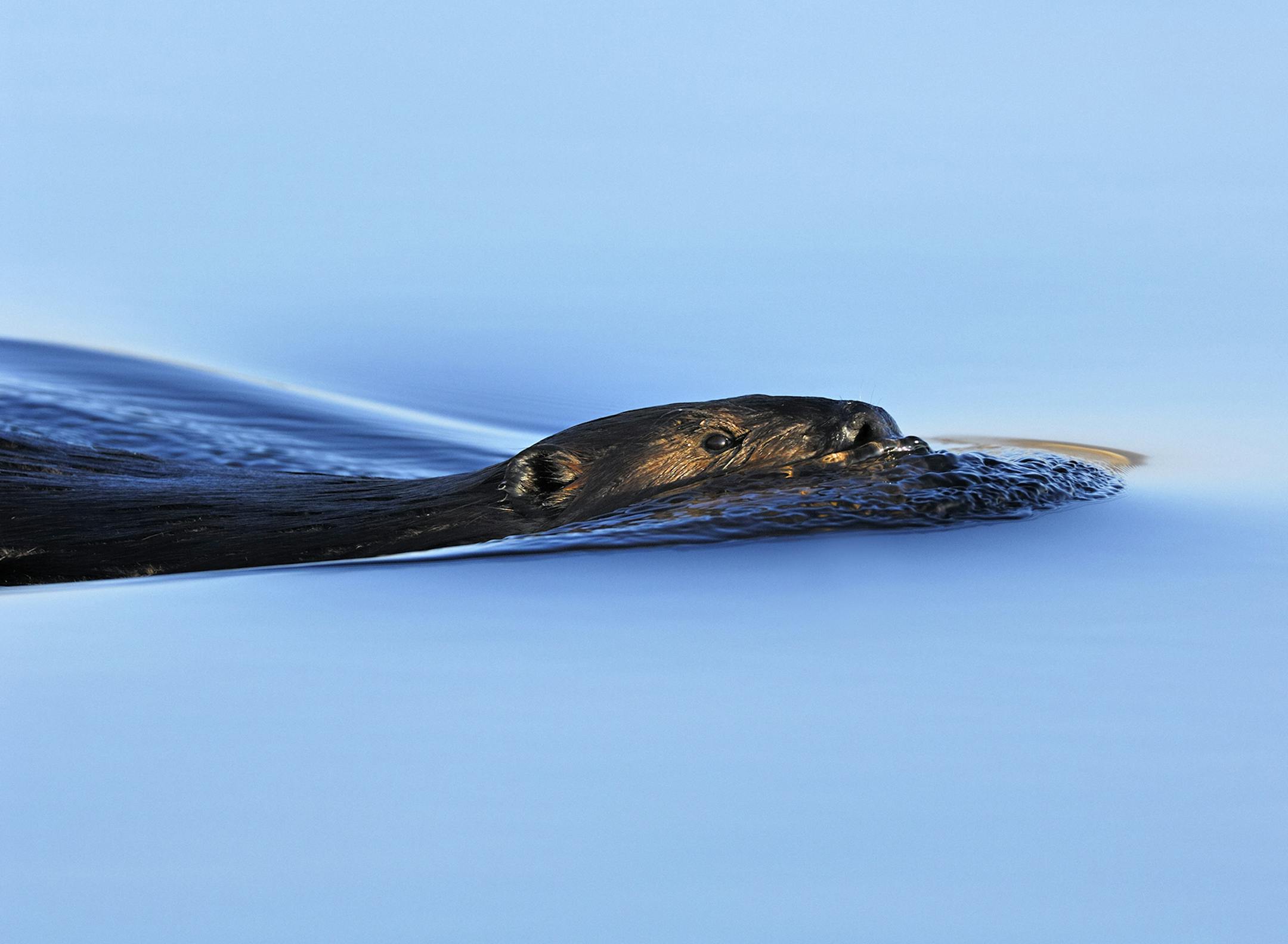 DO NOT USE. ONE-TIME ONLY WITH BILL MARCHEL COPY. Photo by Bill Marchel. Boaters can occasionally spot beavers cuttin V's in calm water.