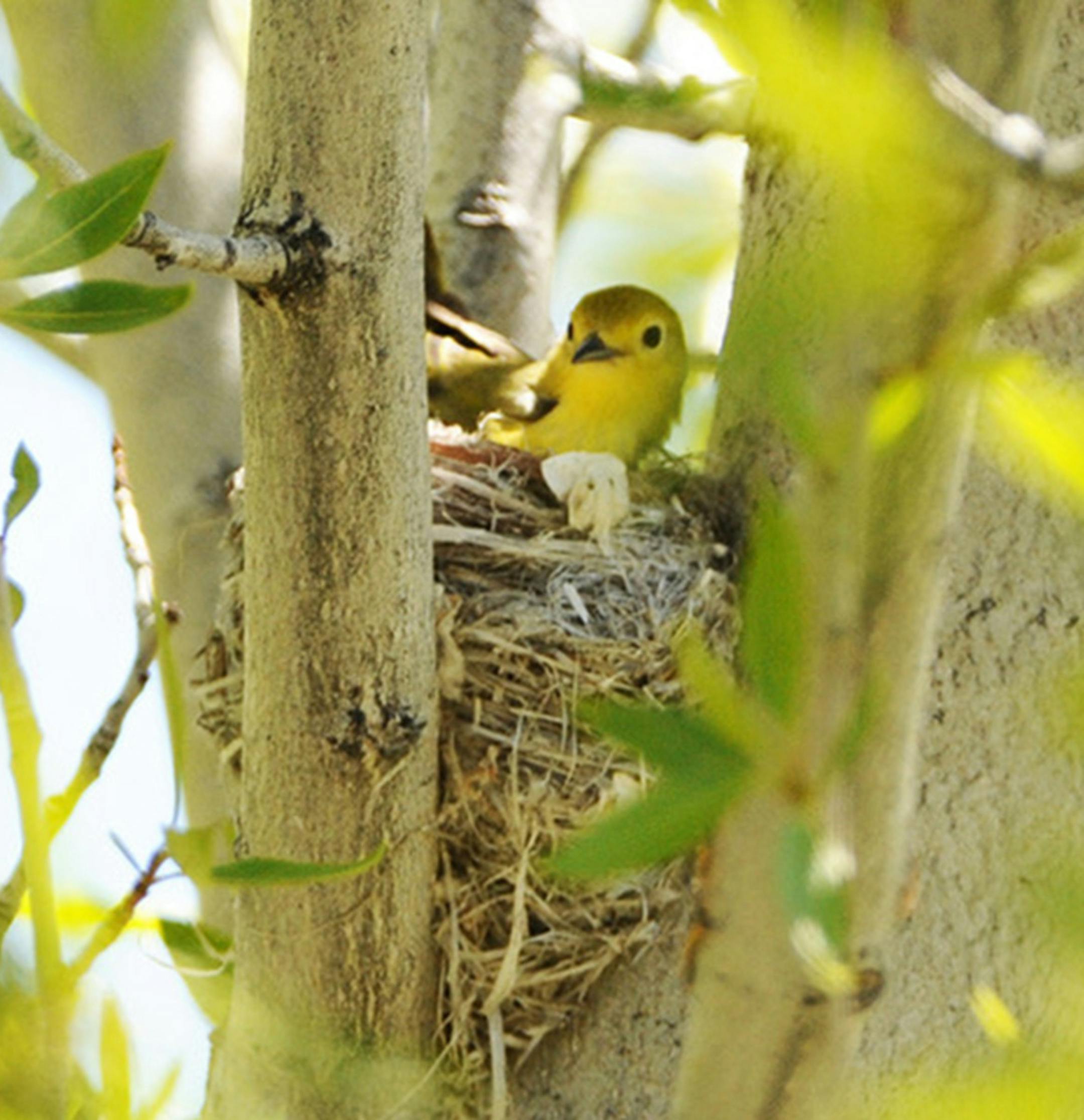 A yellow warbler sits on her cup nest, well hidden in vegetation.
credit: Jim Williams