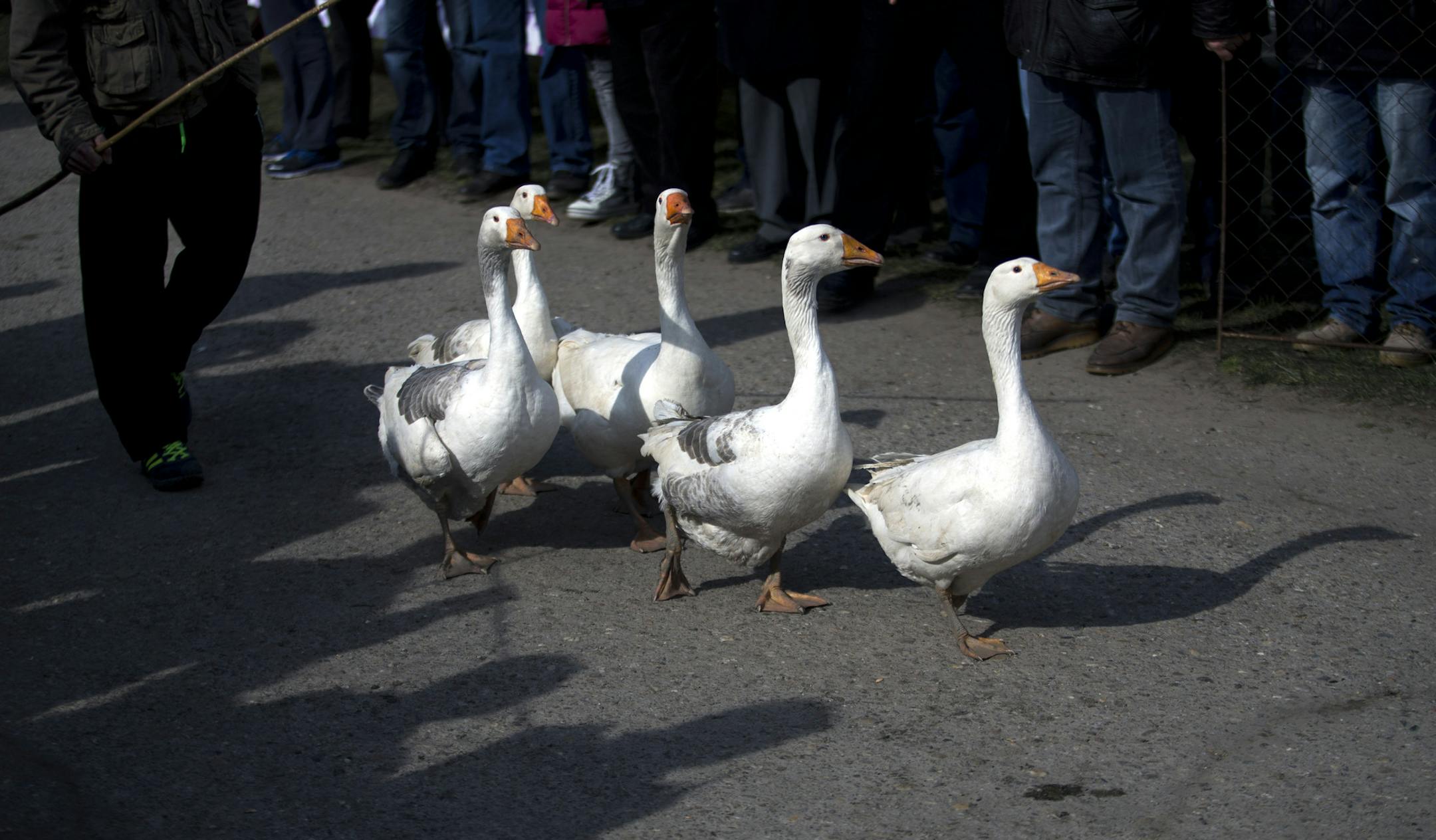 A gander and his flock of geese arrive at a fight in Mokrin, 120 kilometers north of Belgrade, Serbia, Sunday, Feb. 22, 2015. The so-called World Gander Fighting Championship, an annual event that attracts gander owners and their fighting pets from miles around, is held every February in the Serbian village of Mokrin. Gander fights, which are considered part of folklore in northern Serbia, are not extremely violent, and the fighting animals do not get seriously injured, apart from losing a few f