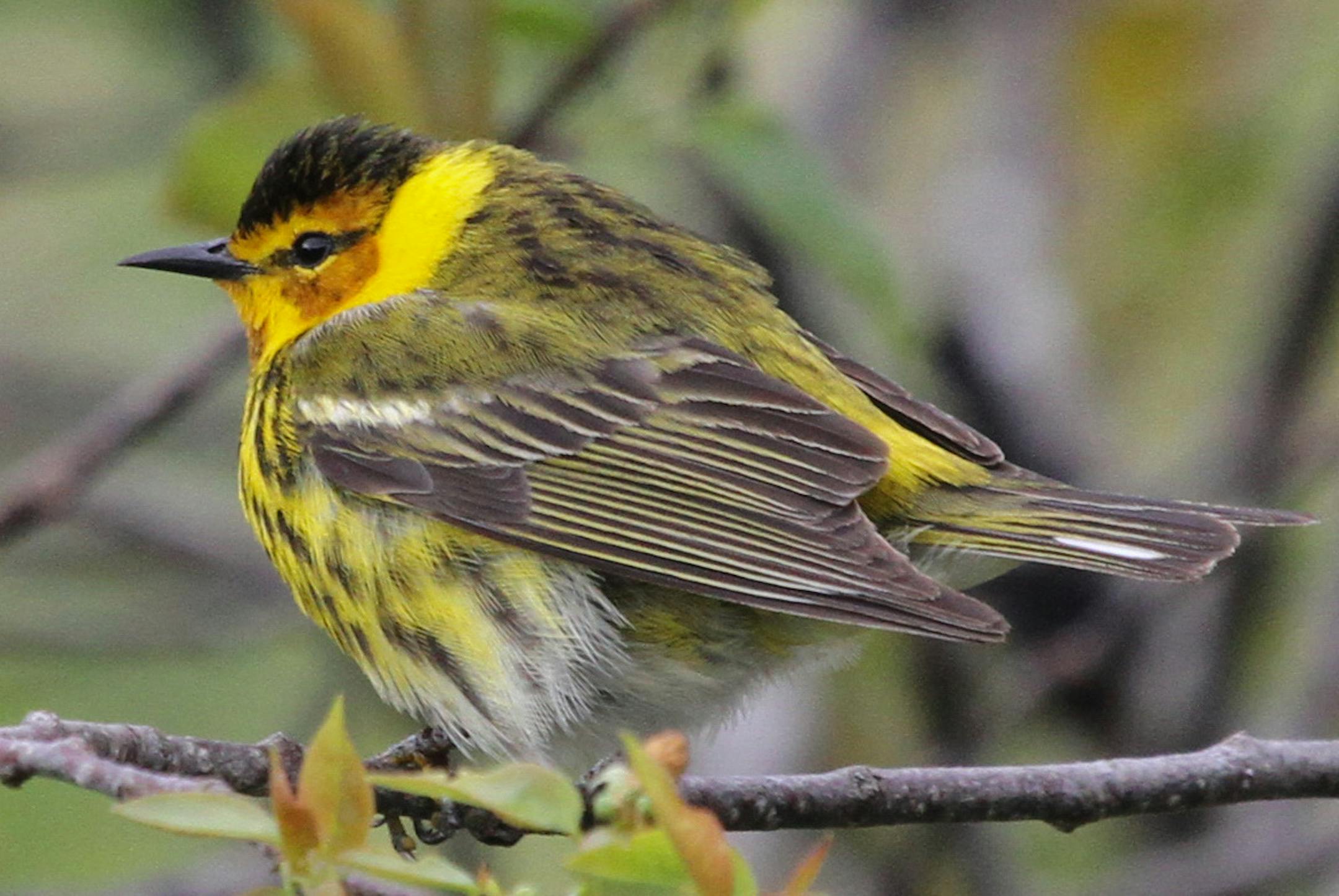 Cape May warbler
Don Severson ONE TIME USE