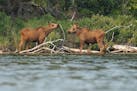 A pair of moose calves stood at the water's edge as their mother foraged at dusk in The Boundary Waters Canoe Area Wilderness on Topaz Lake in Fall La
