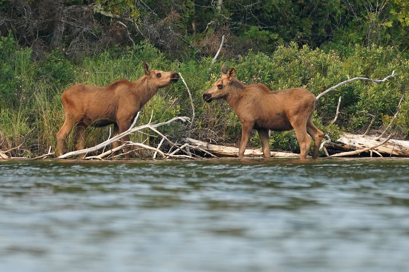 A pair of moose calves stood at the water's edge as their mother foraged at dusk in The Boundary Waters Canoe Area Wilderness on Topaz Lake in Fall Lake Township. Moose calves are particularly vulnerable to wolf predation. ] ANTHONY SOUFFLE • anthony.souffle@startribune.com