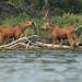 A pair of moose calves stood at the water's edge as their mother foraged at dusk in The Boundary Waters Canoe Area Wilderness on Topaz Lake in Fall La