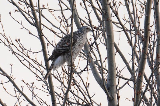 A northern goshawk watches for grouse and other prey.