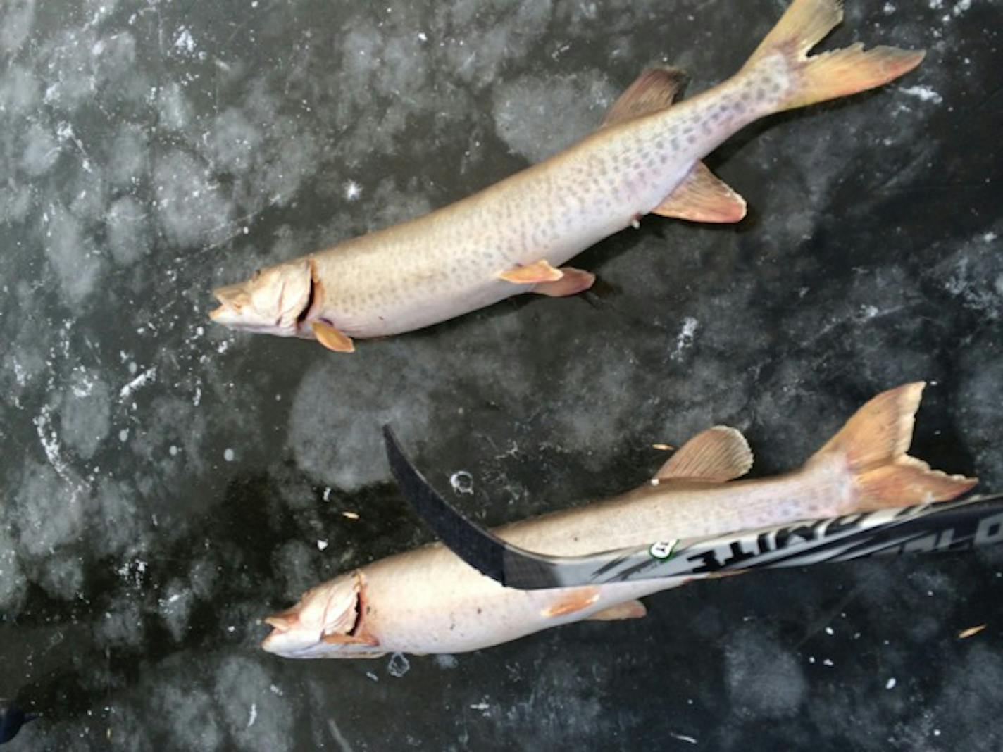 Dead muskies at Lake Owasso in Ramsey County.