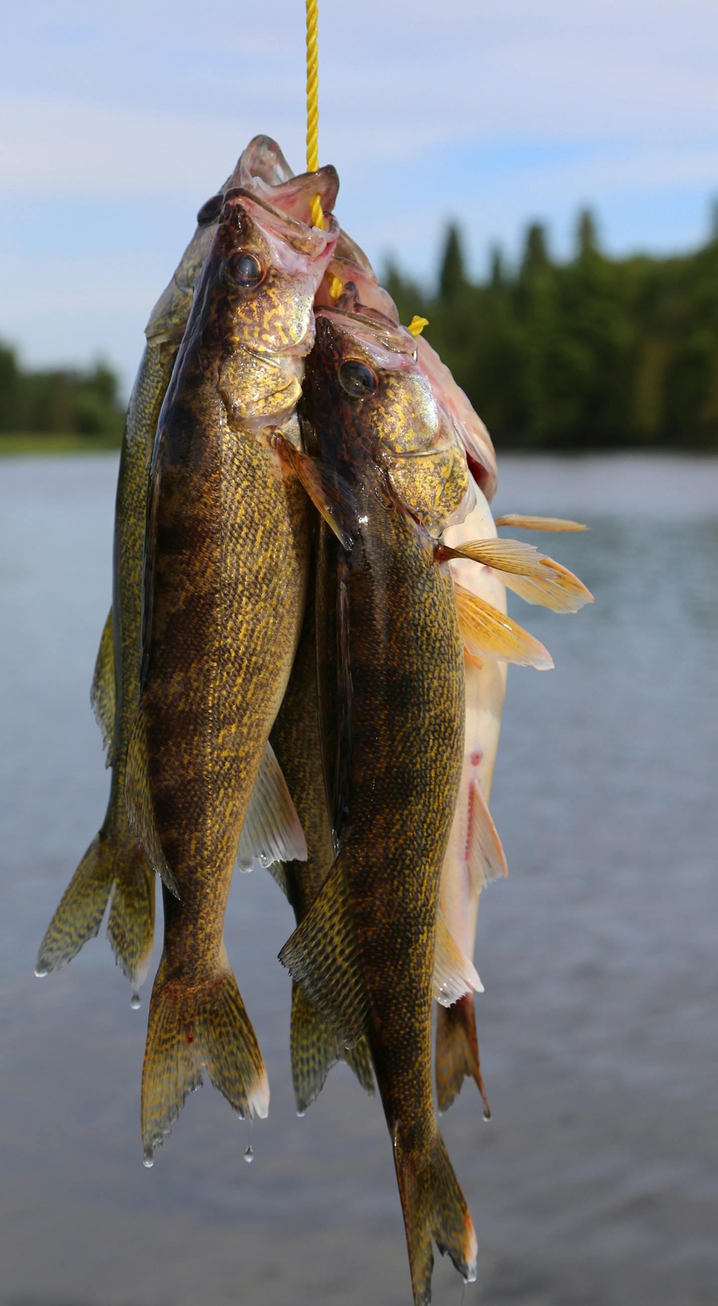 A three-person limit of walleyes caught in about an hour of fishing.