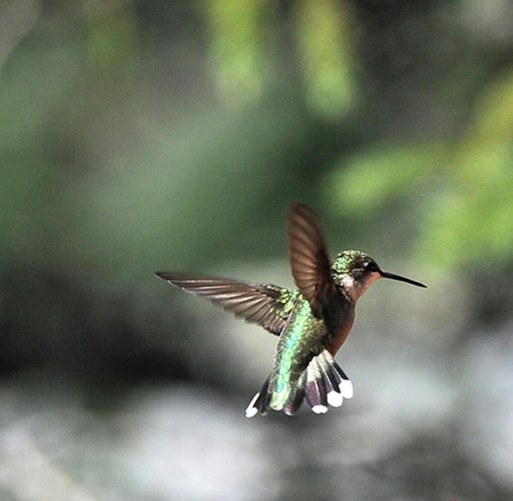 Hummingbirds eat insects as well as nectar.