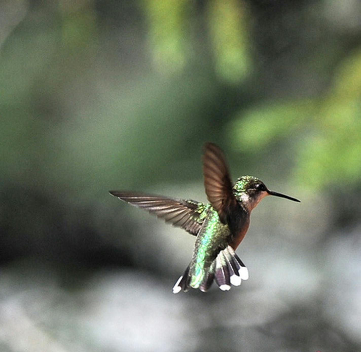 Hummingbird in flight