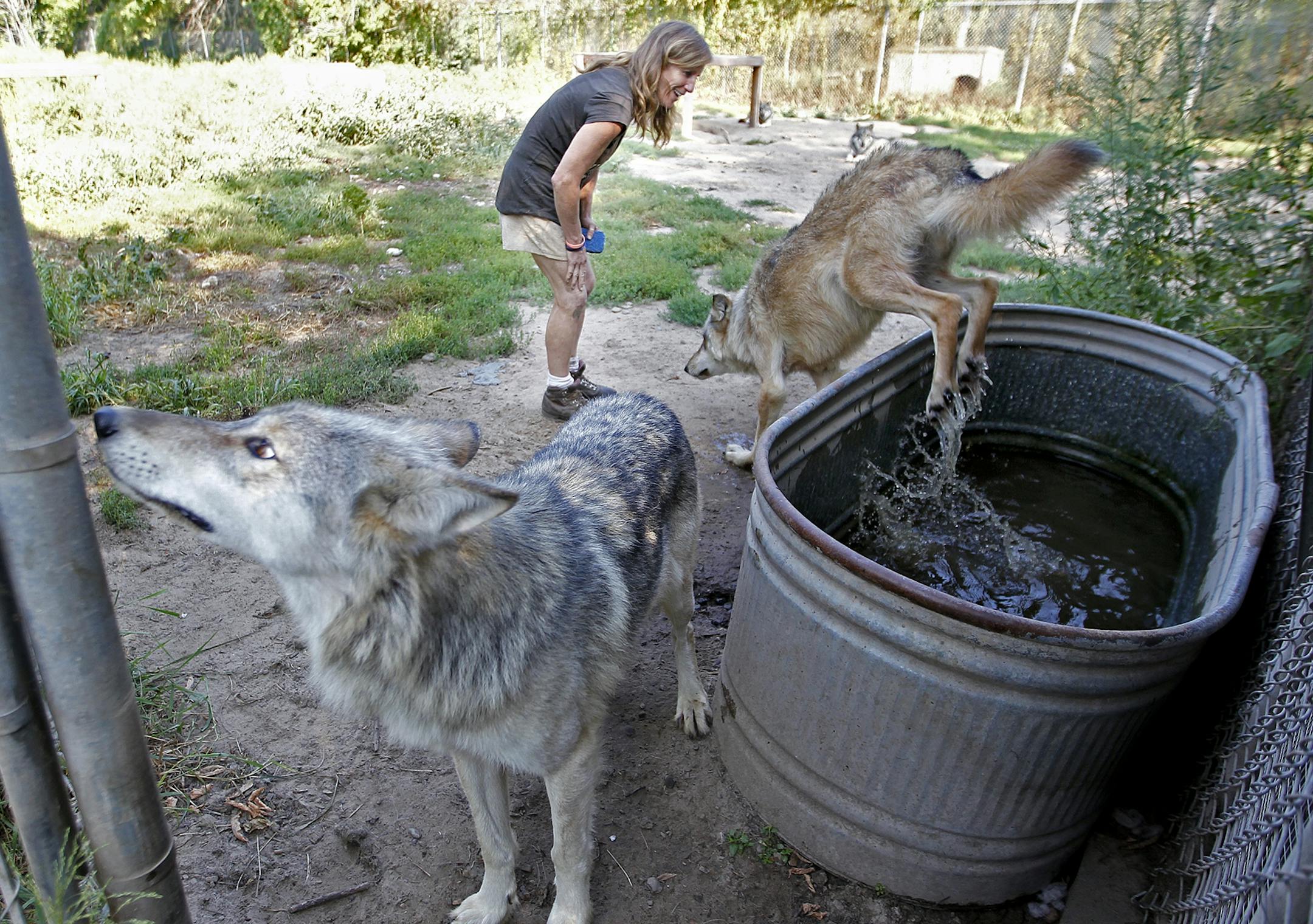 Peggy Callahan coaxed a wolf out of the water trough so that she could clean it at the Wildlife Science Center near Forest Lake, Tuesday, August 27, 2013. Peggy Callahan is the founder and executive director of the center.