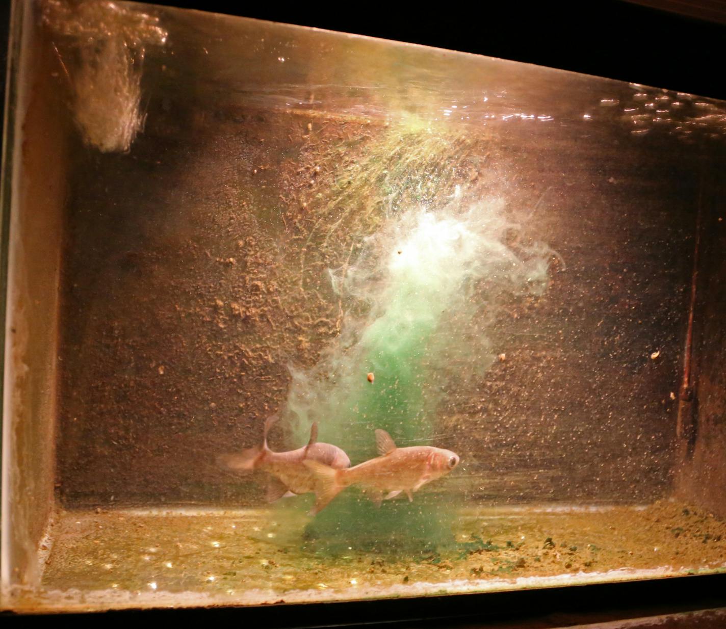 Two bighead carp approximately 1 year old feed on planktonic algae in a tank at the Minnesota Aquatic Invasive Species Research Center at the U. The microscopic food couldn't be eaten by game fish such as walleyes. But the unique food-processing capabilities of Asian carp allow them to survive on similar food in the wild, thereby attacking an ecosystem's entire food chain.