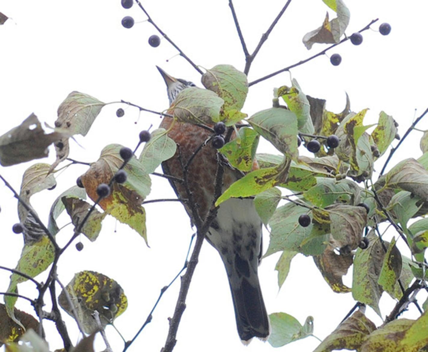 A robin feasts on hackberries. Jim Williams photo