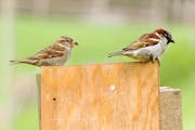 Female and male house sparrows. Jim Williams photo
