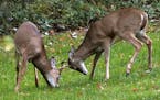 A pair of buck white tail deer lock antlers at the edge of a woods in Zelienople, Pa., Friday, Oct. 2, 2015. The Pennsylvania archery season for hunti