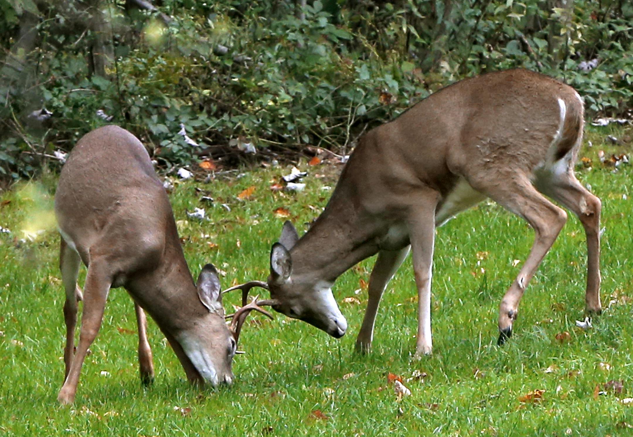 A pair of buck white tail deer lock antlers at the edge of a woods in Zelienople, Pa., Friday, Oct. 2, 2015. The Pennsylvania archery season for hunting deer starts Oct.3, 2015. (AP Photo/Keith Srakocic)