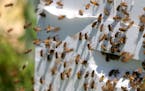 A handful of academic studies have linked neonicotinoids to declines in bee navigation and reproductive abilities.