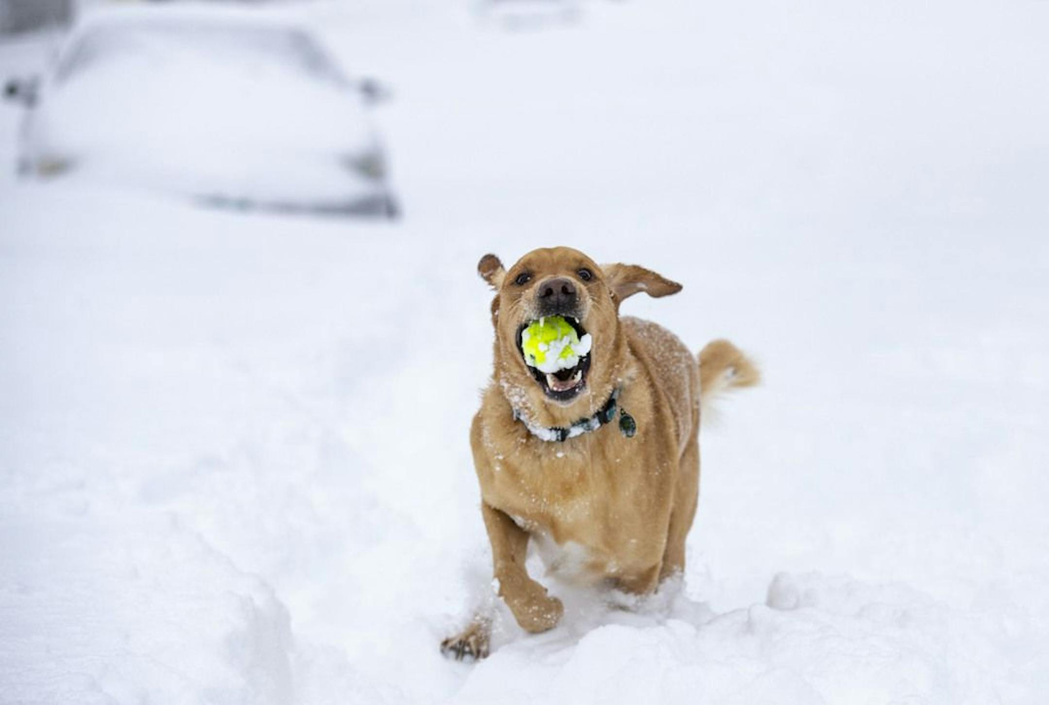 Jack played in the deep snow on E. 9th St. in Duluth, MN on Sunday morning.