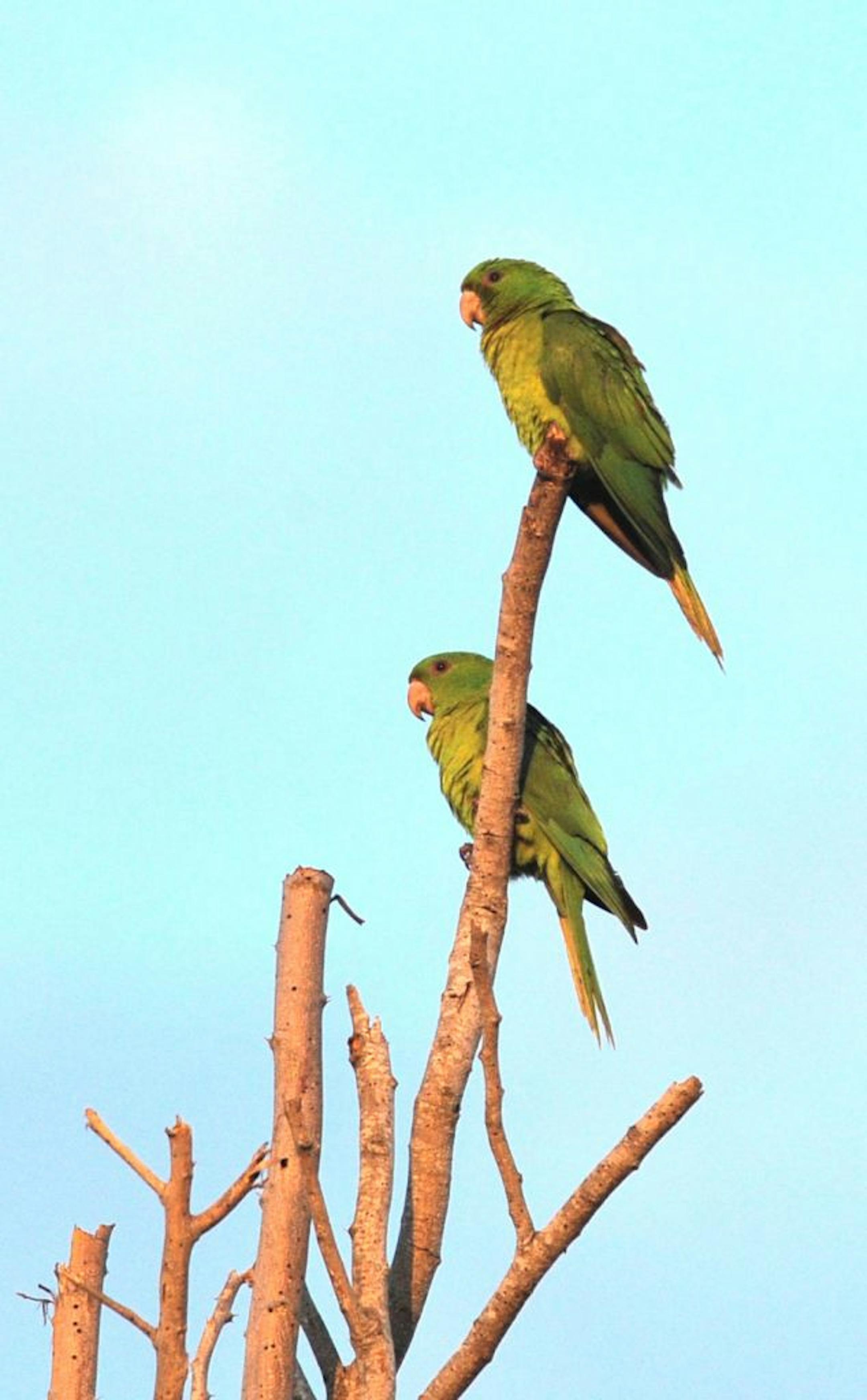 These green parakeets, endemic to Mexico, were photographed in Brownsville, Texas in April. Brownsville is a border town with a small established population of this species.