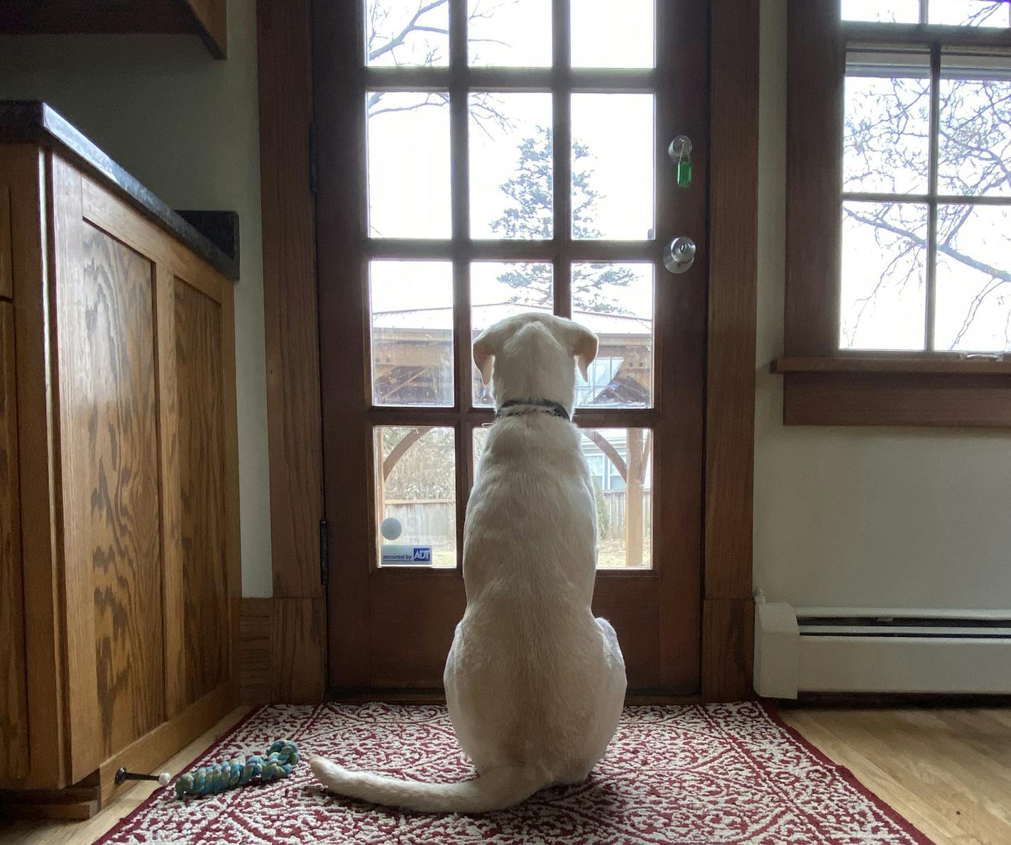 James Lileks' dog, Birch, is out his second breakfast and after-work treats now that his owners are home all the time.