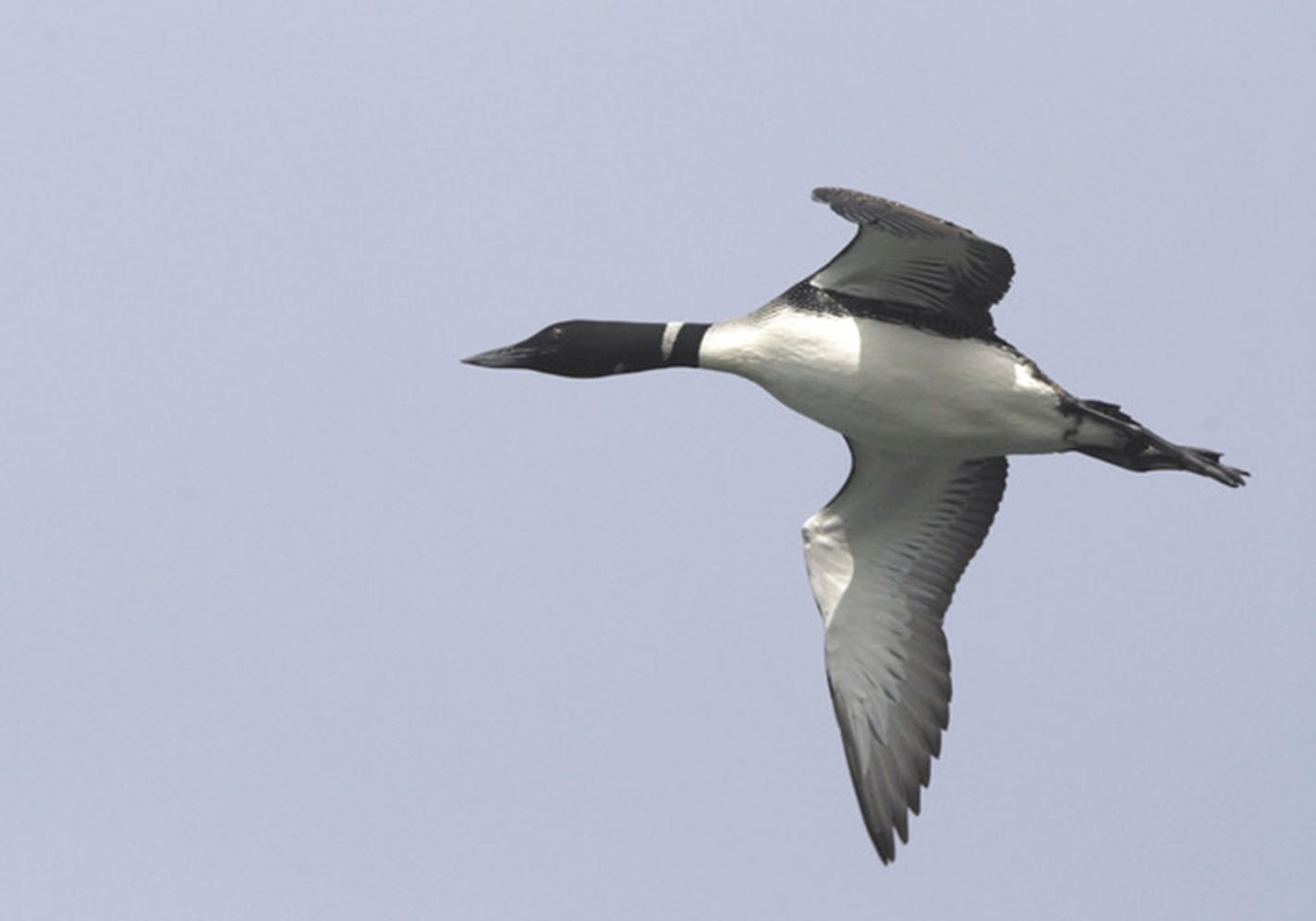 Common loon in flight. Jim Williams photo