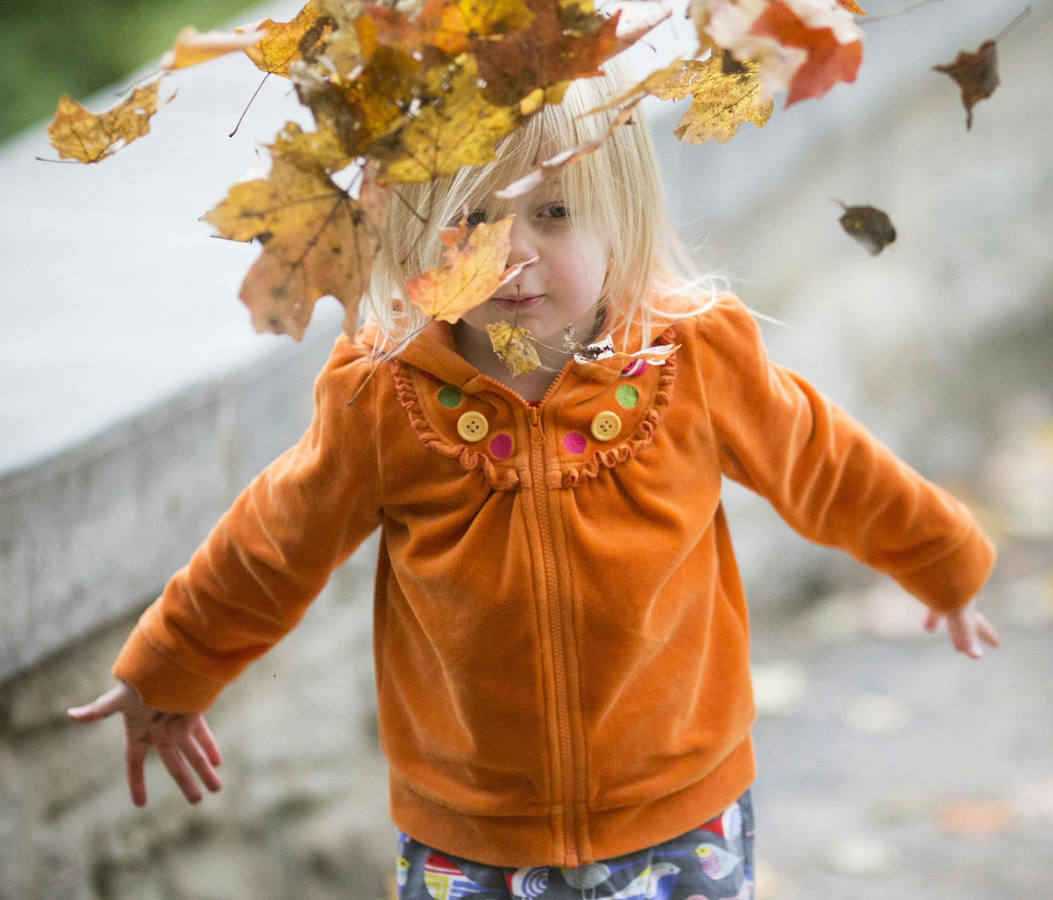 Adele Clouse, 2, threw a pile of leaves in the air while at Minnehaha Falls Park in Minneapolis, Minn., on Friday, October 9, 2015. Her mother Julie Clouse, of New Brighton, said after a 45 mintute temper tantrum she took her to the park to relax and enjoy the weather. ] RENEE JONES SCHNEIDER &#x2022; reneejones@startribune.com