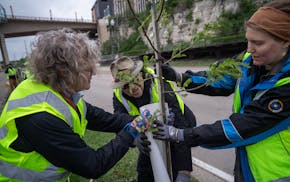 Volunteers Sharon Stark, left, Peter Mitchell, and Josie Clausen plant a honey locust tree along Shepard Road in St. Paul Friday. Last fall, vandals r