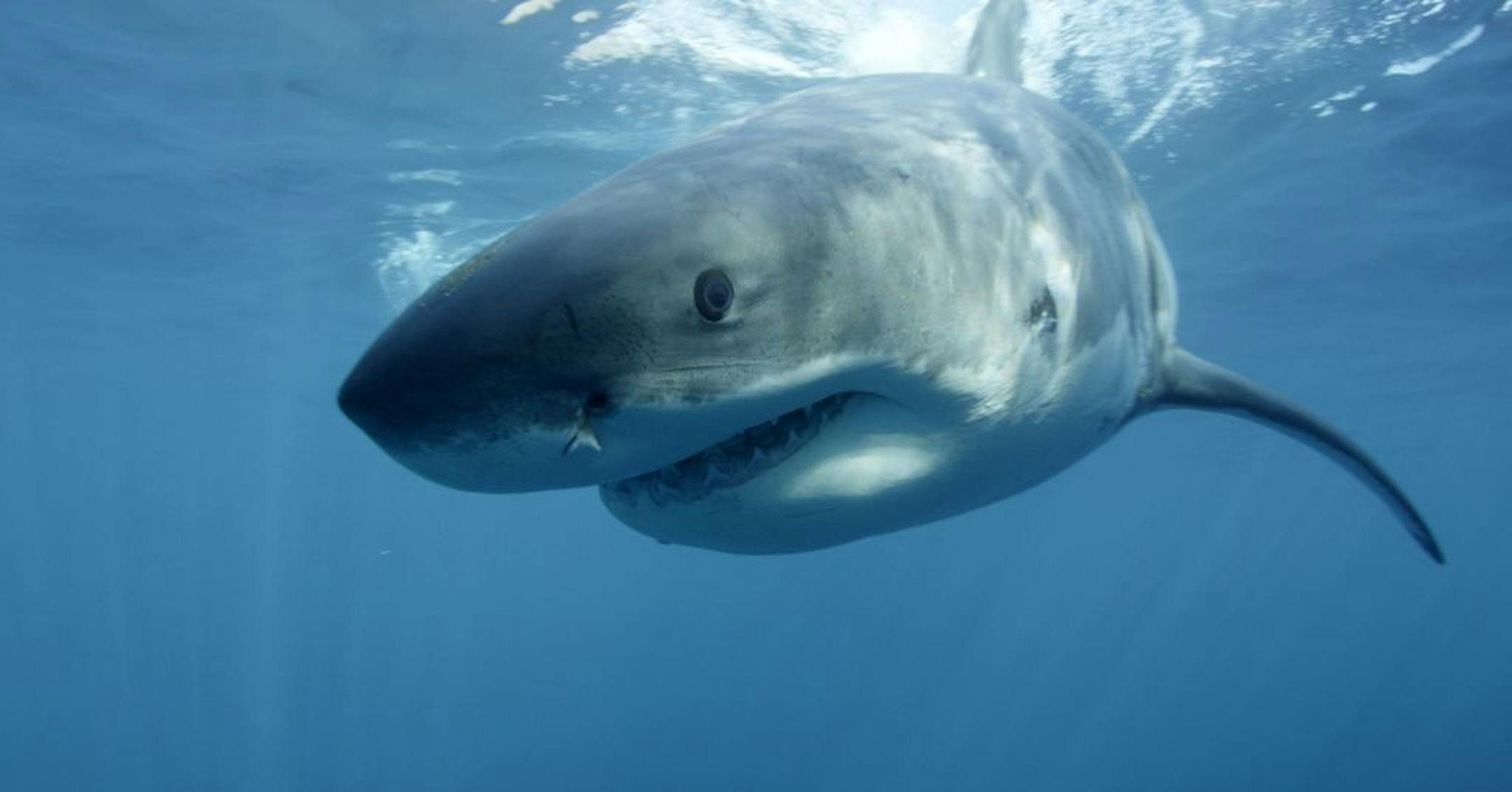 FILE - In this undated file publicity image provided by Discovery Channel, a great white shark swims near Guadalupe Island off the coast of Mexico. The Discovery network special �Megalodon: The Monster Shark Lives,� opened Discovery�s annual �Shark Week� on Sunday, Aug. 4, 2013. With an estimated 4.8 million viewers, it had the largest audience of any show in the 26 years that Discovery has made �Shark Week� a part of its summer programming, the Nielsen company said.