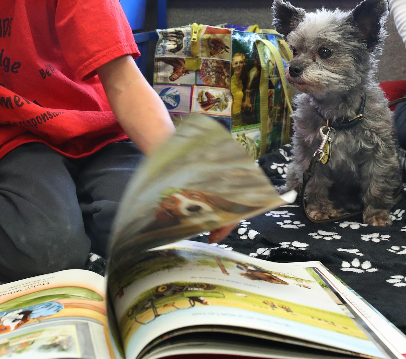 Luca Juola 7, read to Taz a therapy dog, and his owner Jennie Goelz at Cedar Ridge Elementary School Monday October 30,2017 in Eden Prairie, MN. ] JERRY HOLT &#xef; jerry.holt@startribune.com