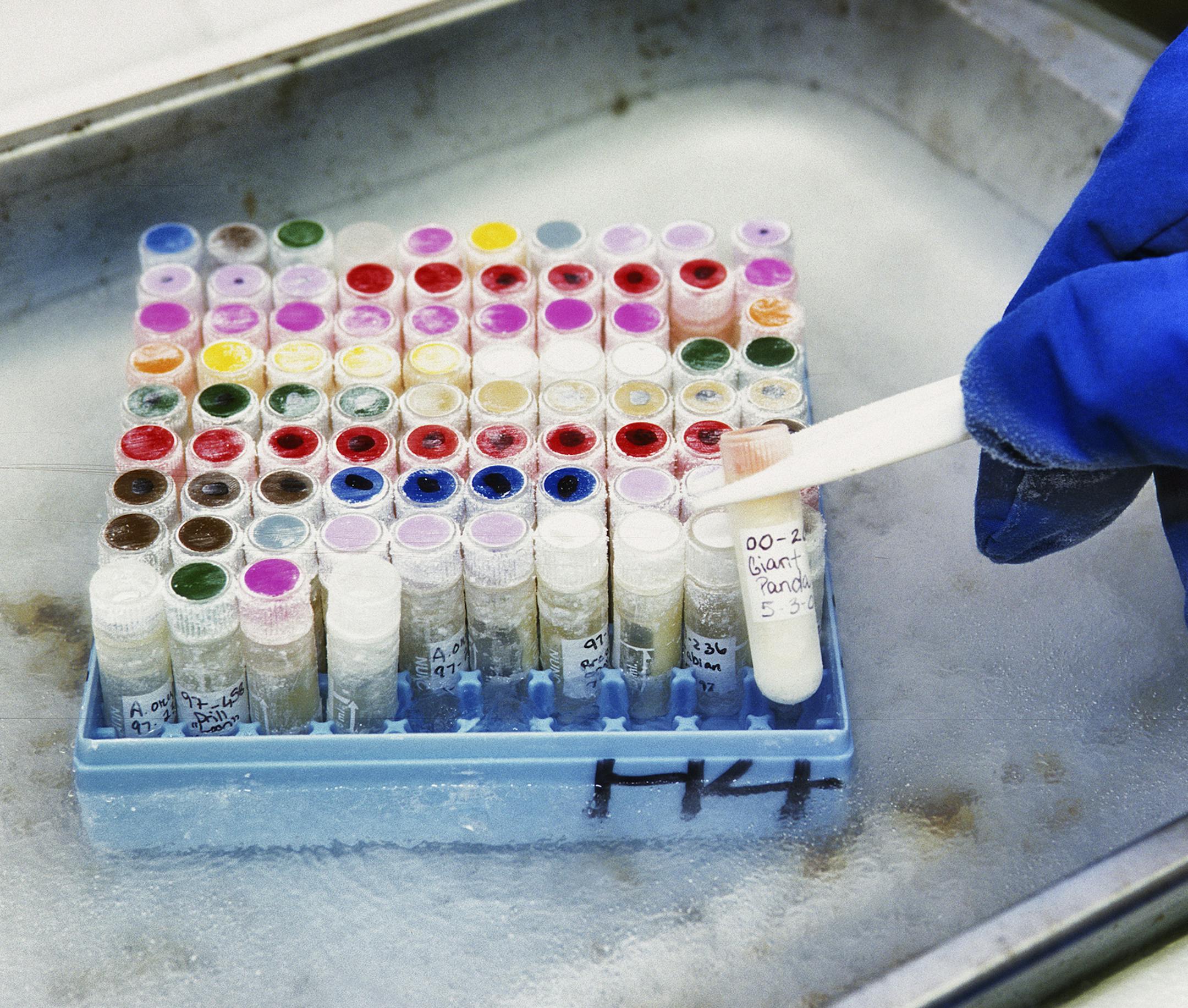 Scientists inspect cell cultures at San Diego Zoo Global's Frozen ZooAE, a collection of tissue and genetic material that has been collected by conservation researchers since it was founded in 1972. Frozen viable cell cultures from more than 9,000 individual animals, comprising nearly 1,000 species are included in the collection. (San Diego Zoo Global/TNS)