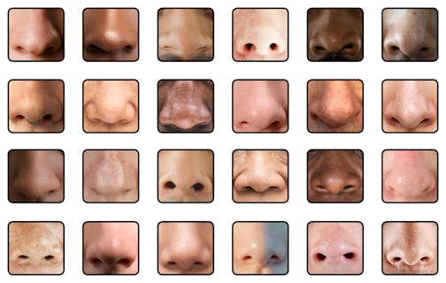 Many images of noses.