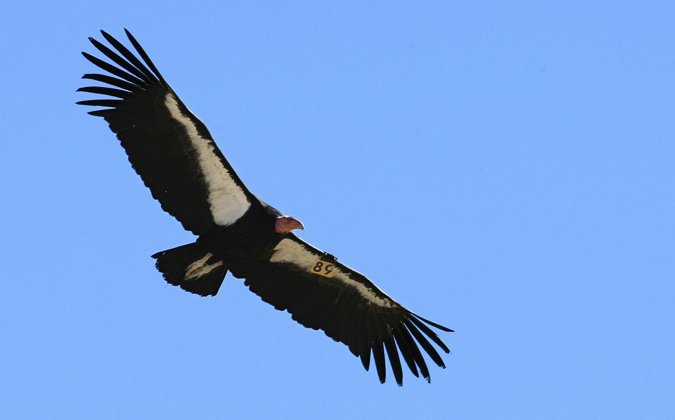 A female condor takes to the sky above the Hopper Mountain National Wildlife refuge, north of Fillmore, Calif., on Nov. 6, 2014 after being released from a kennel by Joseph Brandt, Supervisory Wildlife Biologist for the California Condor Recovery Program. This condor received treatment for lead poisoning and had been receiving treatment at the refuge since Sept. 2013. (Mel Melcon/Los Angeles Times/TNS)
