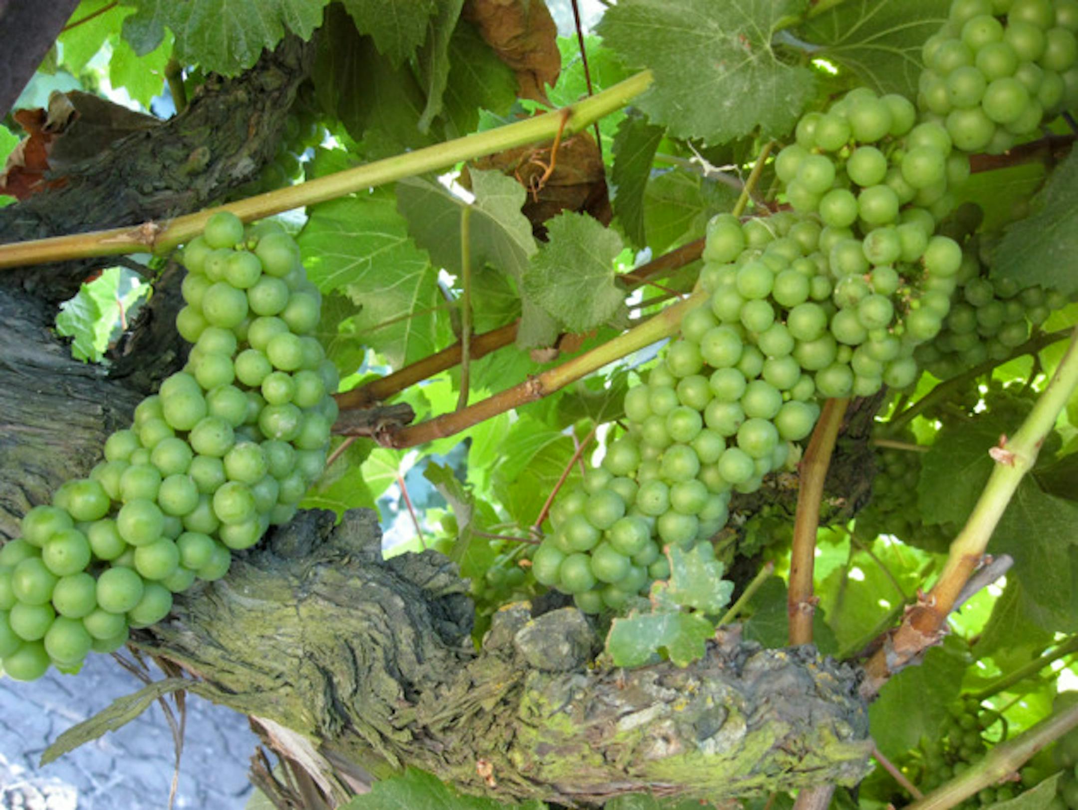 Chardonnay grapes ... getting close to harvesting season!