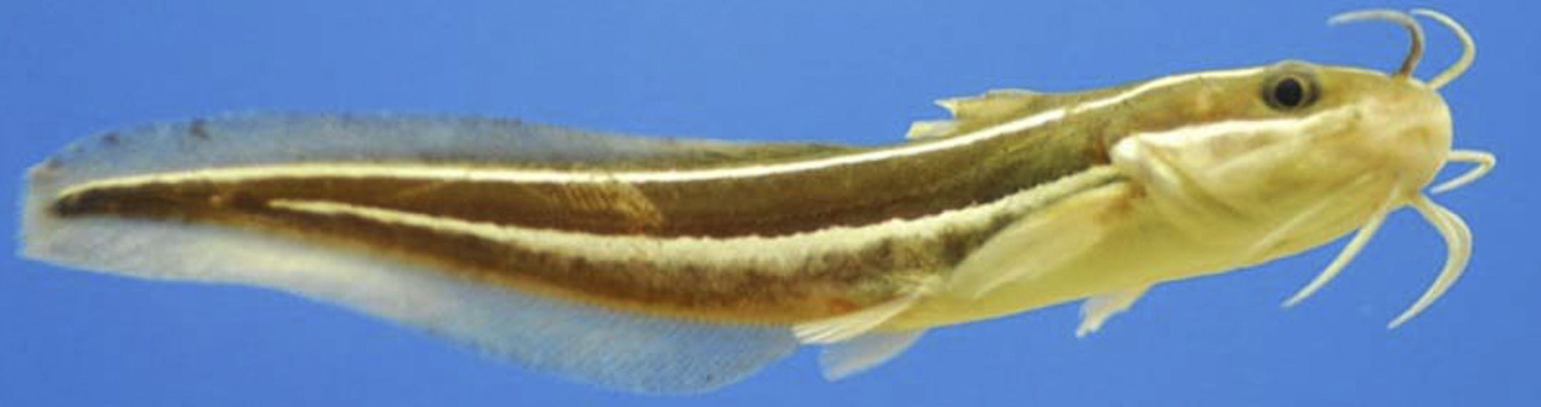 A Japanese Catfish, Plotosus japonicas, in an undated handout photo. Japanese sea catfish are able to detect minute changes in seawater acidity, helping them find their favored food. (Kagoshima Aquarium via The New York Times) -- NO SALES; FOR EDITORIAL USE ONLY WITH STORY SLUGGED SCI WATCH BY DOUGLAS QUENQUA. ALL OTHER USE PROHIBITED. ORG XMIT: XNYT55