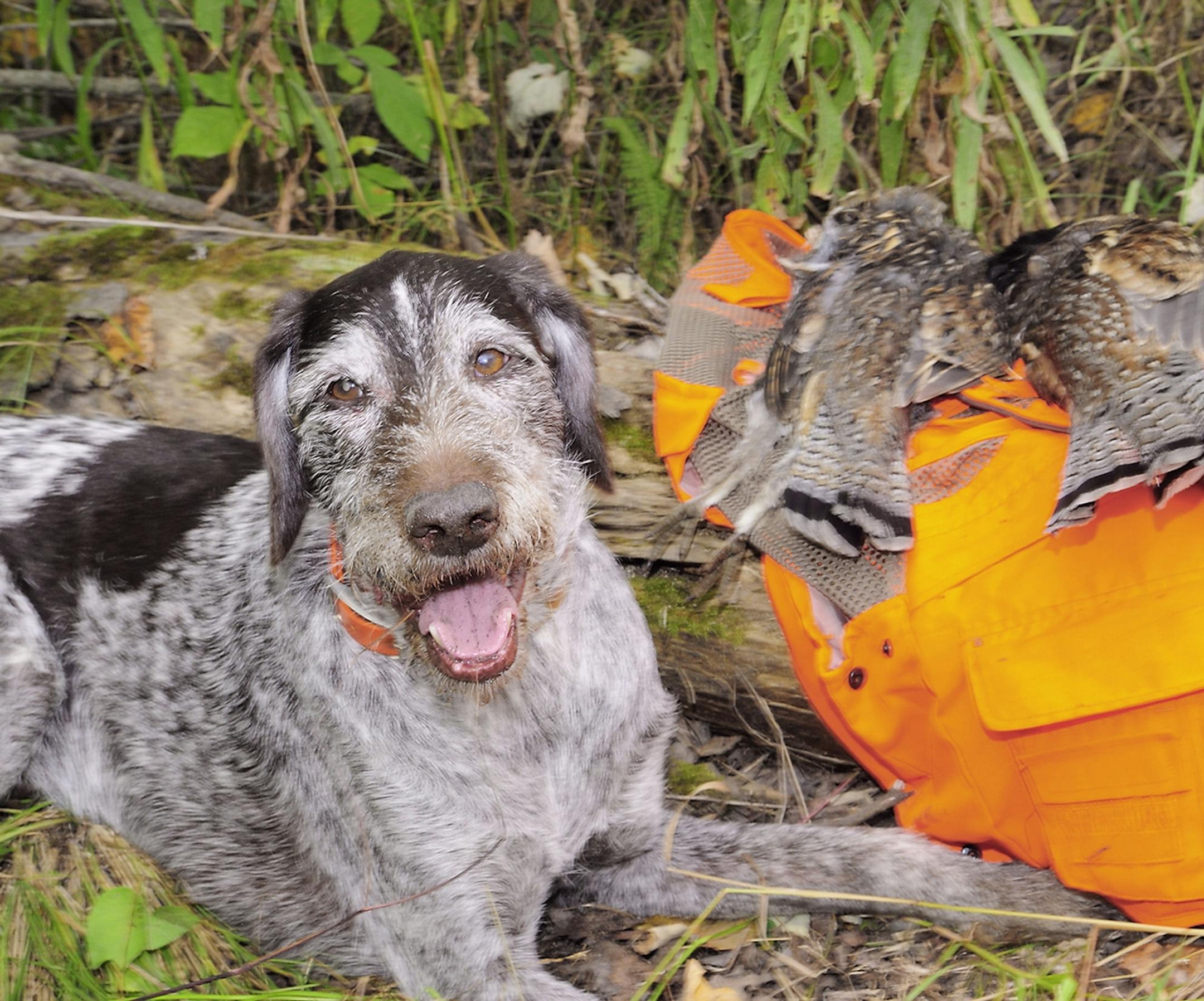 Axel, an 11-year-old Deutsch Drahthaar, poses with two ruffed grouse bagged on the Sept. 17 opener.