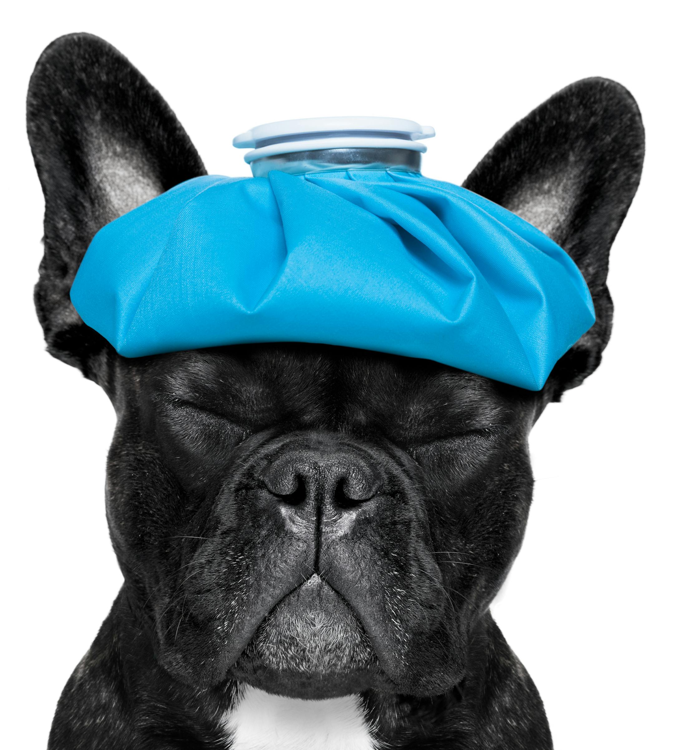 french bulldog dog with headache and hangover with ice bag or ice pack on head, eyes closed suffering , isolated on white background
istock