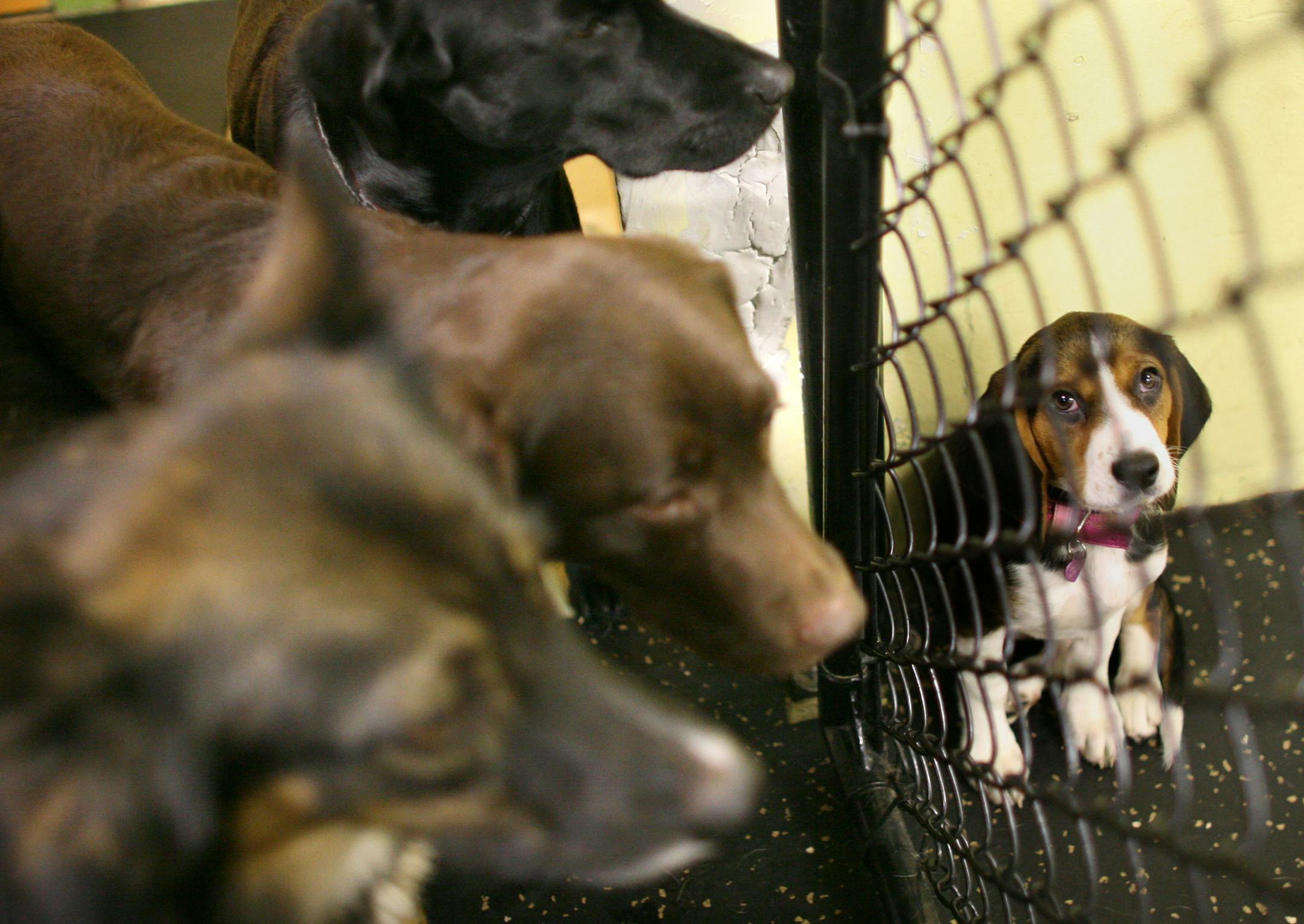 TOM WALLACE ï twallace@startribune.com "Dog-town." Downtown dog is a day care for dogs that provide social atmosphere for the dogs of people who live and work Downtown Minneapolis. The little beagle just wants to play with the big boys on the other side of the fence.