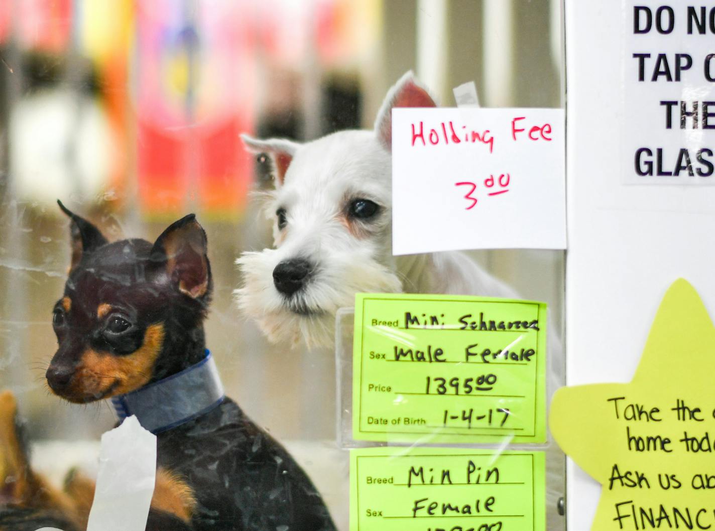 Some of the dogs currently for sale at Roseville Pet Store in the HarMar Mall. ] GLEN STUBBE &#x2022; glen.stubbe@startribune.com Tuesday, March 14, 2017 Roseville as expected passed an ordinance late Monday forbidding pet sales from breeders in pet stores, a first for the state that was hailed by animal welfare activists. This pet store has traditionally sold pets from breeders. The pet store, which is the focus of a new Roseville ordinance banning sale of pets from breeders, specifically cats