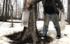 Warm, sunny days last week followed by cool nights are ideal conditions to for sap to start running from tapped maple trees.