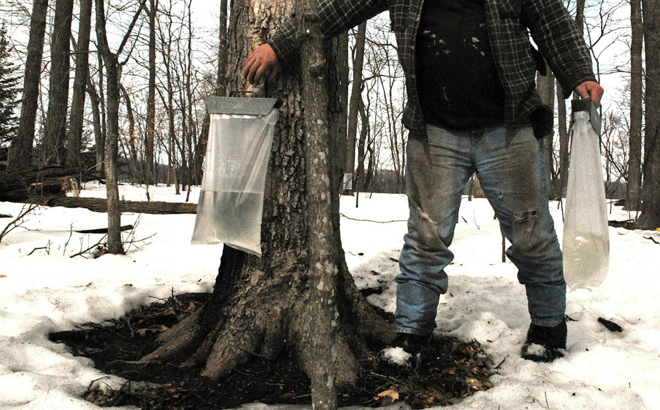 Warm, sunny days last week followed by cool nights are ideal conditions to for sap to start running from tapped maple trees.