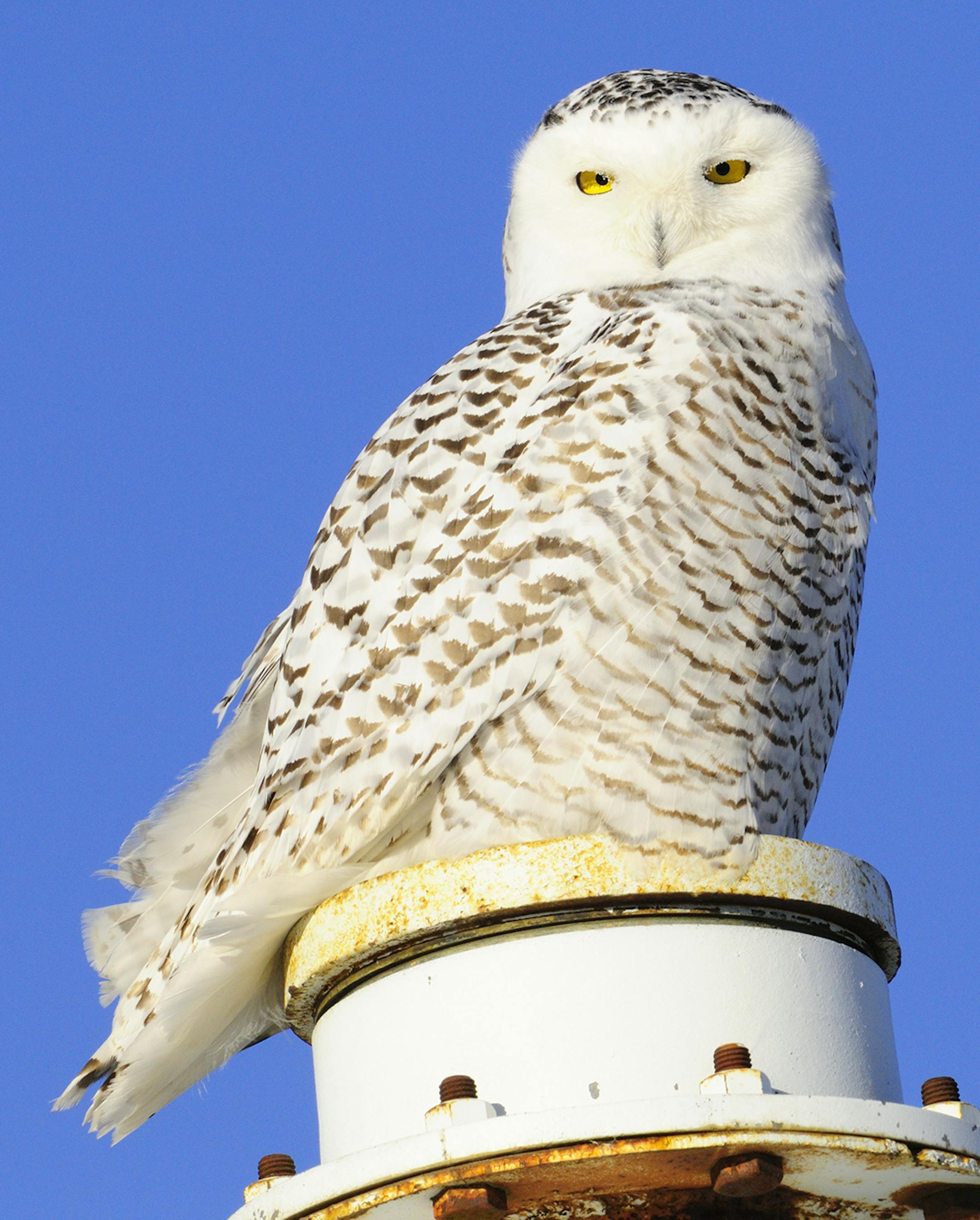 DO NOT USE! ONE-TIME USE WITH BILL MARCHEL COPY ONLY. Photo by Bill Marchel. Birders should keep a generous distance when photographing subjects such as this snowy owl.