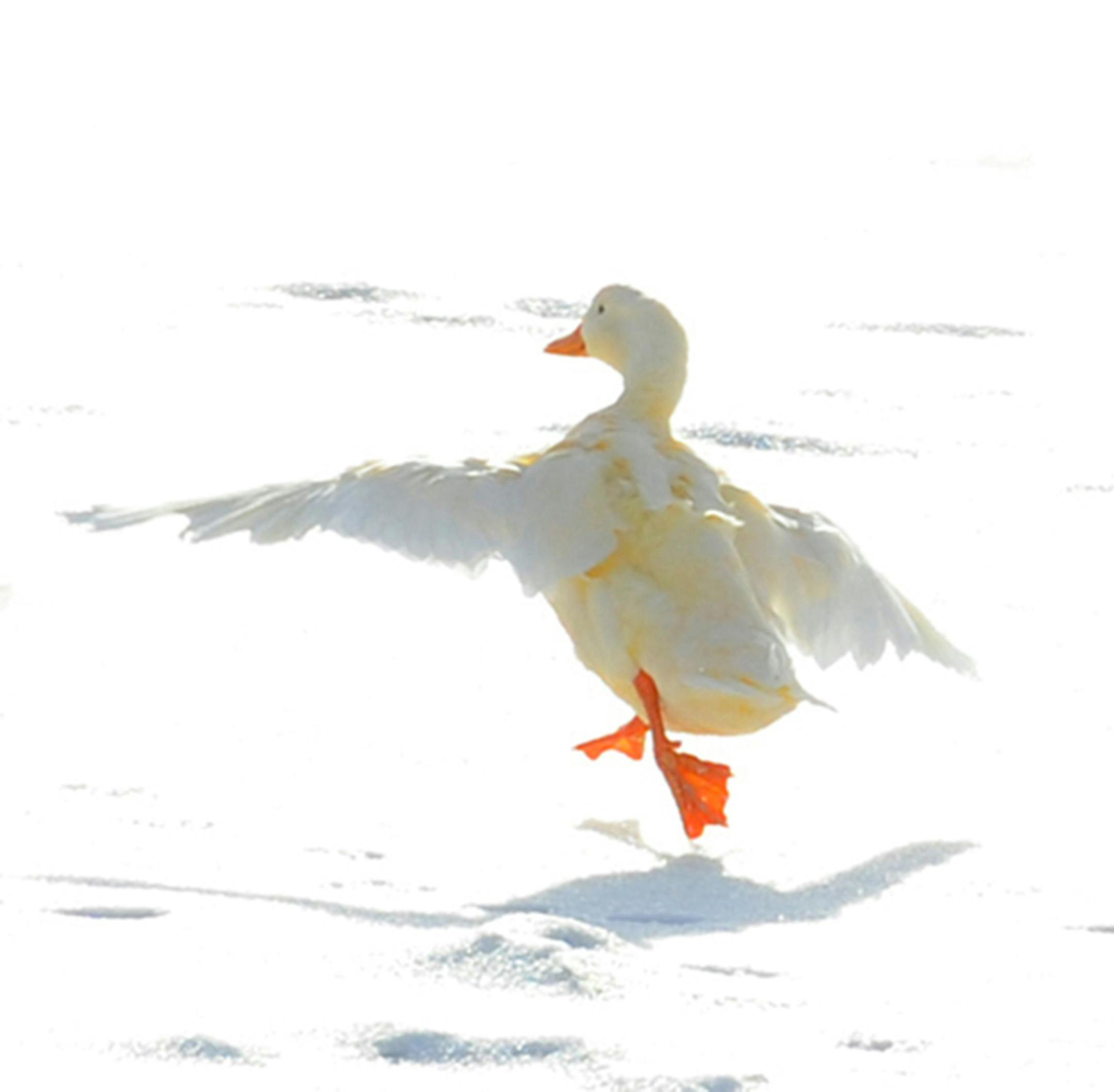 Pekin duck flees across the snow.
credit: Jim Williams