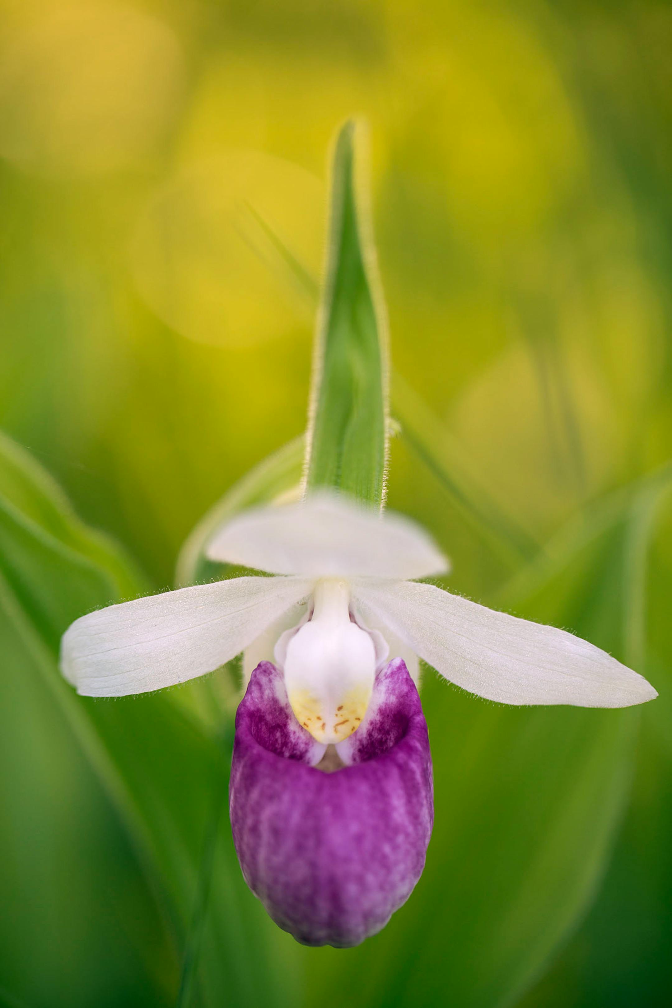 A lady's slipper, Minnesota's state flower, in bloom near the Kabetogama Lake Visiter's Center at Voyageurs National Park.
