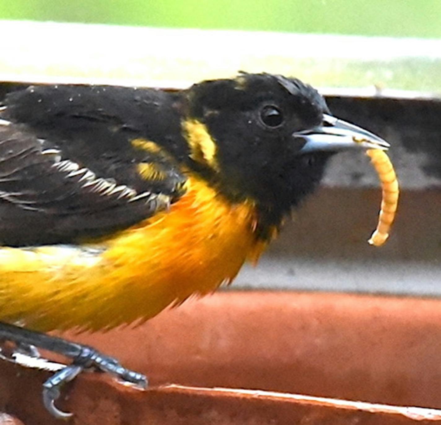 A Baltimore oriole with a mealworm in its beak is perched at a feeder.