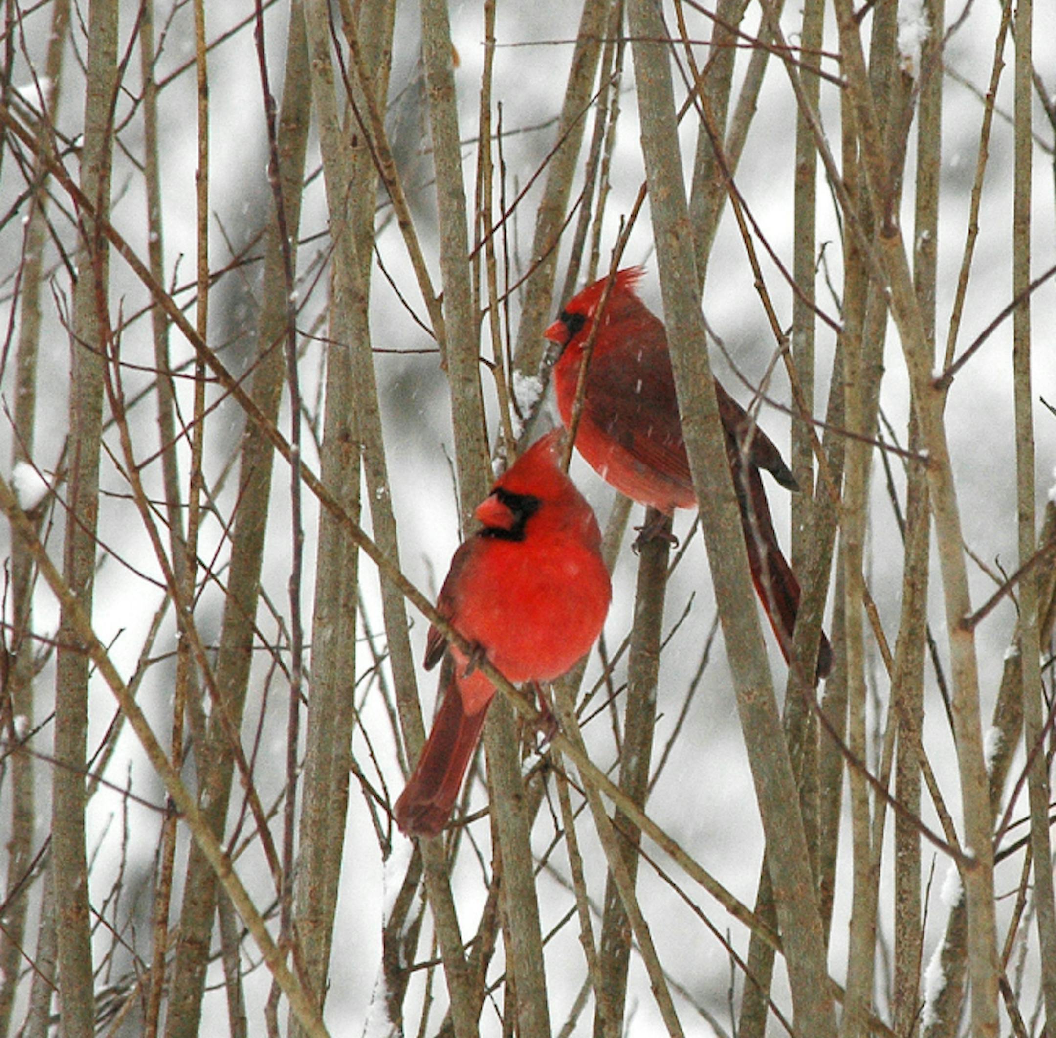 Cardinals are easy to spot in the winter with their bright feathers against a snowy background.