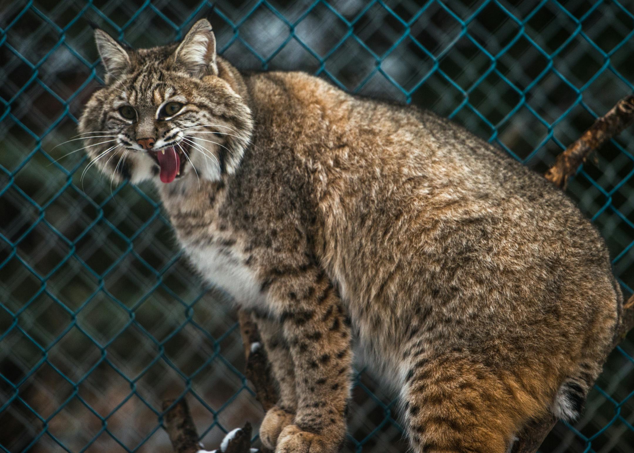 A bobcat growled from its perch within a chainlink-enclosed habitat. ] Mark Vancleave - mark.vancleave@startribune.com * Two mountain lions, four fox, forty wolves, two coyotes and a porcupine are getting the boot from their home at the Carlos Avery Wildlife area. The Wildlife Science Center, which has been there since 1991, got an eviction notice Monday from the DNR. The state sites late payments and a dog shelter on the premises as the reasons. Peggy Callahan, center director, said she will fi