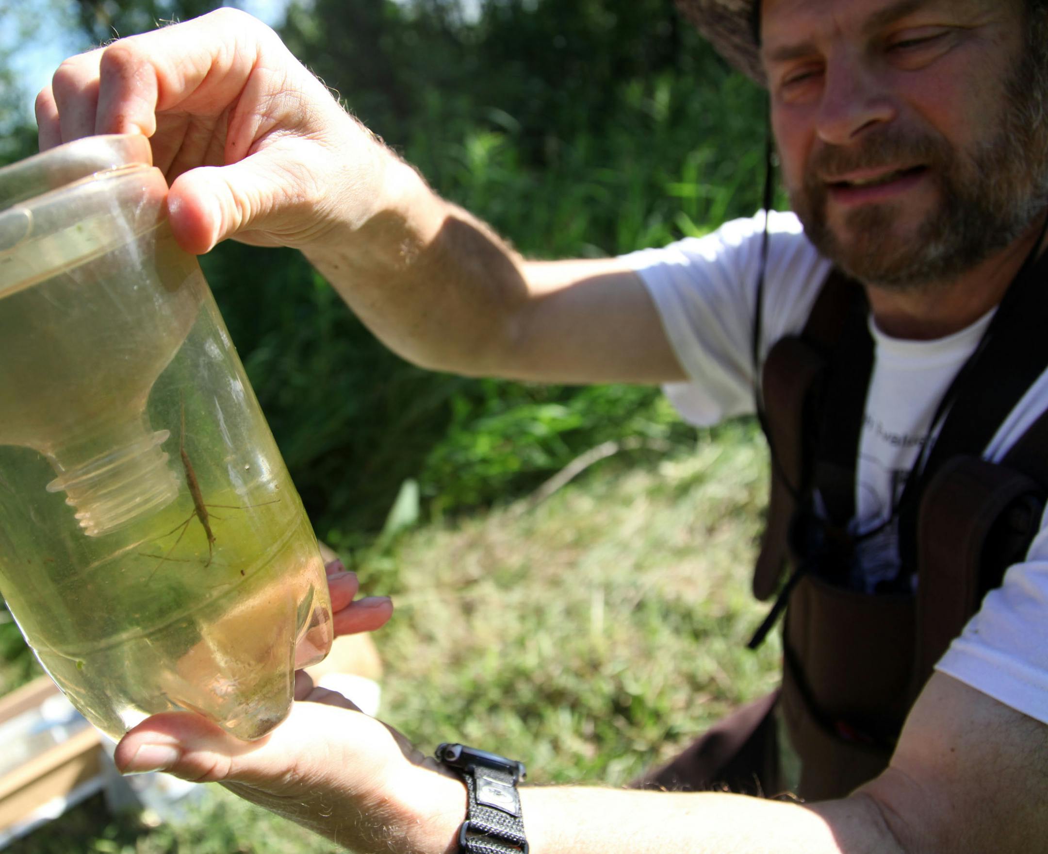 RENEE JONES SCHNEIDER • reneejones@startribune.com Lakeville, Minn. - 6/19/10 - GENERAL INFO - Most people don't get excited about fistfuls of leeches. But for the Wetland Health Evaluation Program volunteers, that makes for a great day. Volunteers wade into wetlands across the county each summer, searching for and counting bugs and plants to help officials track wetland health. - IN THIS PHOTO ] Lakeville Wetland Health Evaluation Program team leader Steve Weston showed a water scorpion