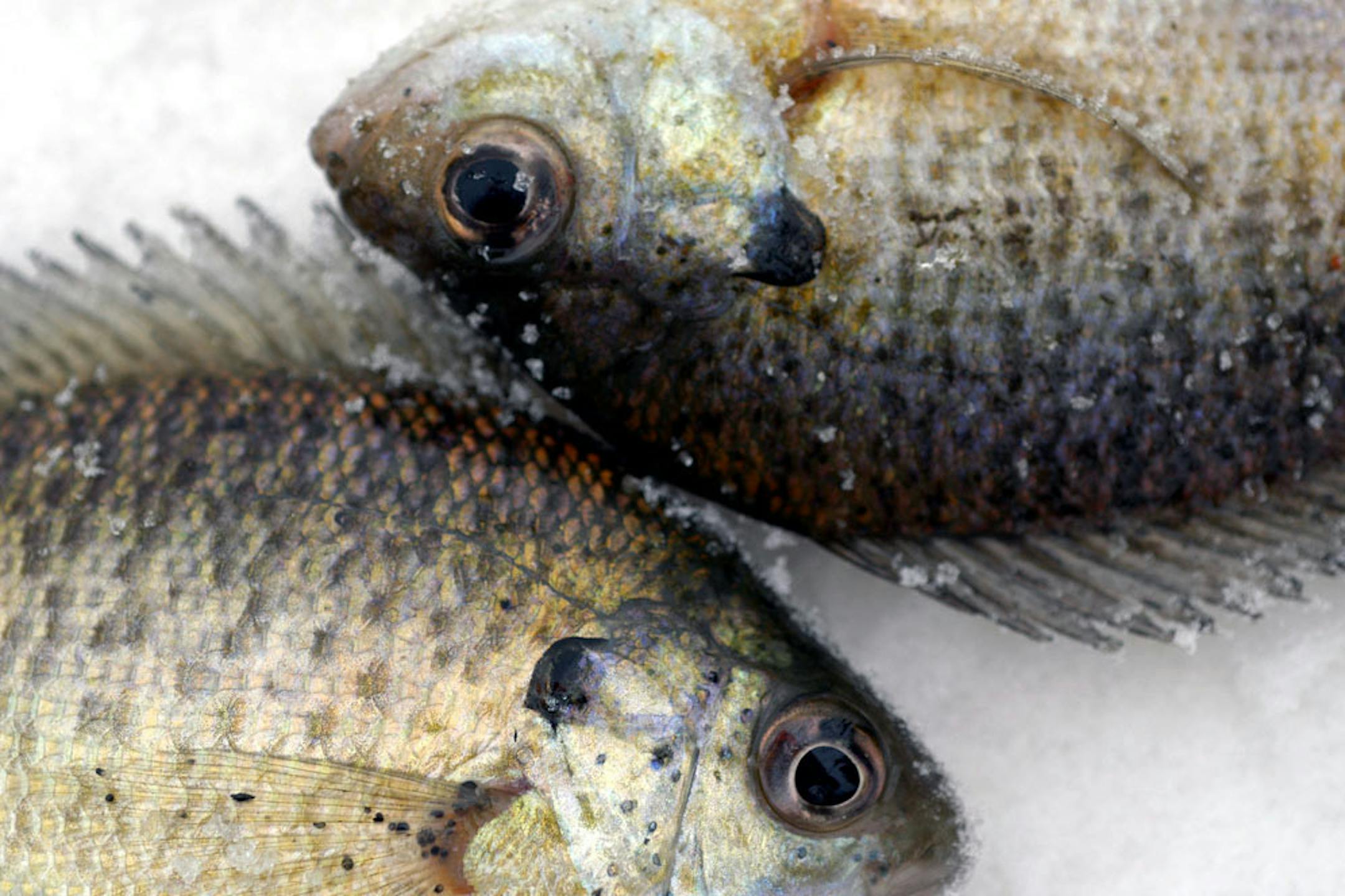 A pair of bluegills lie on the ice - fish that are make excellent sport and tasty table fare in winter as well as summer.