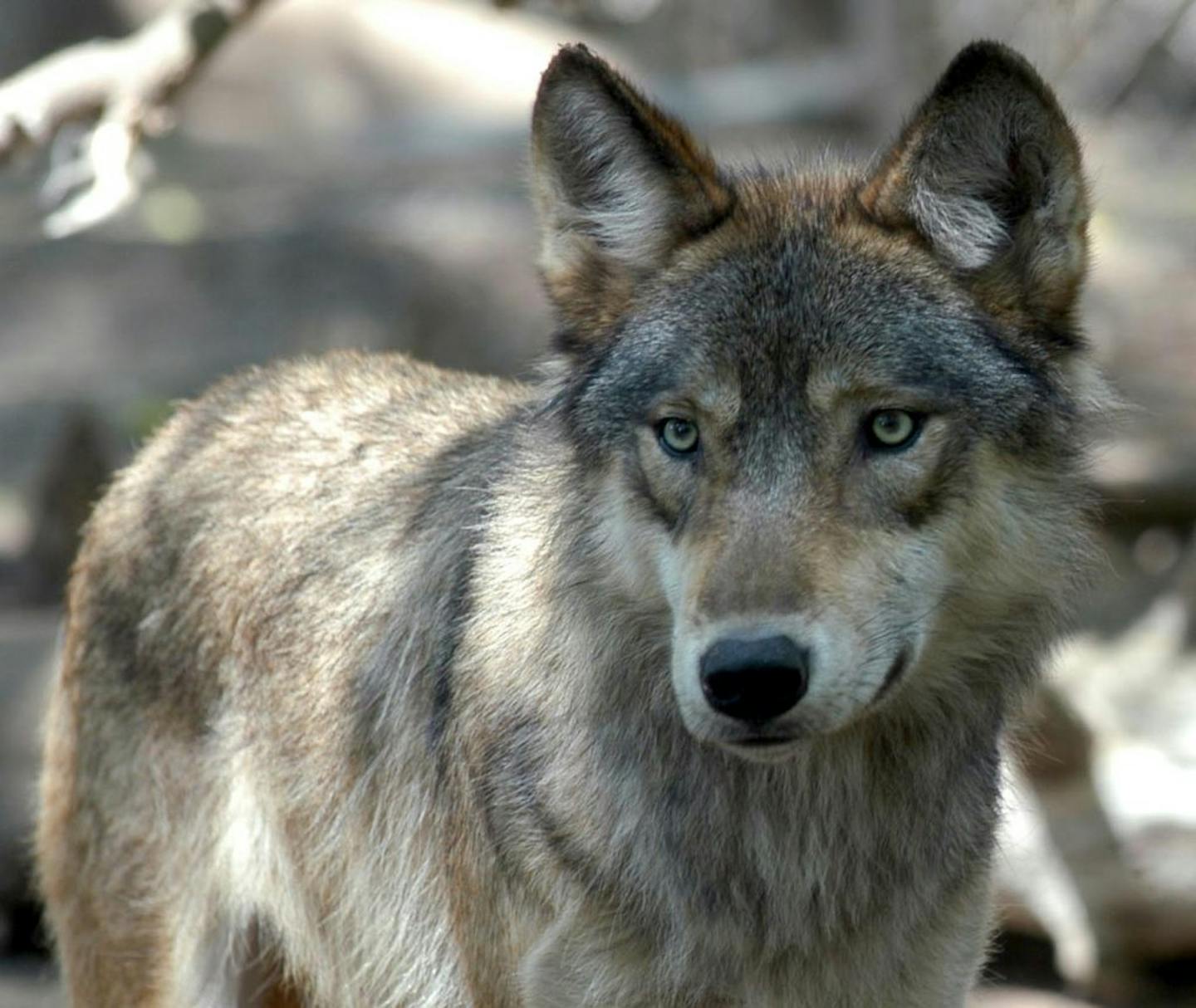 A gray wolf