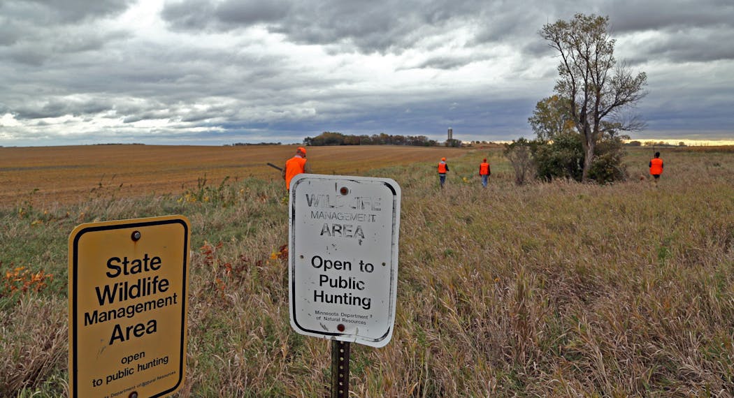 With chilly winds gusting more than 25 miles an hour, pheasant hunters stepped into tall grass in search of roosters during a recent opener.